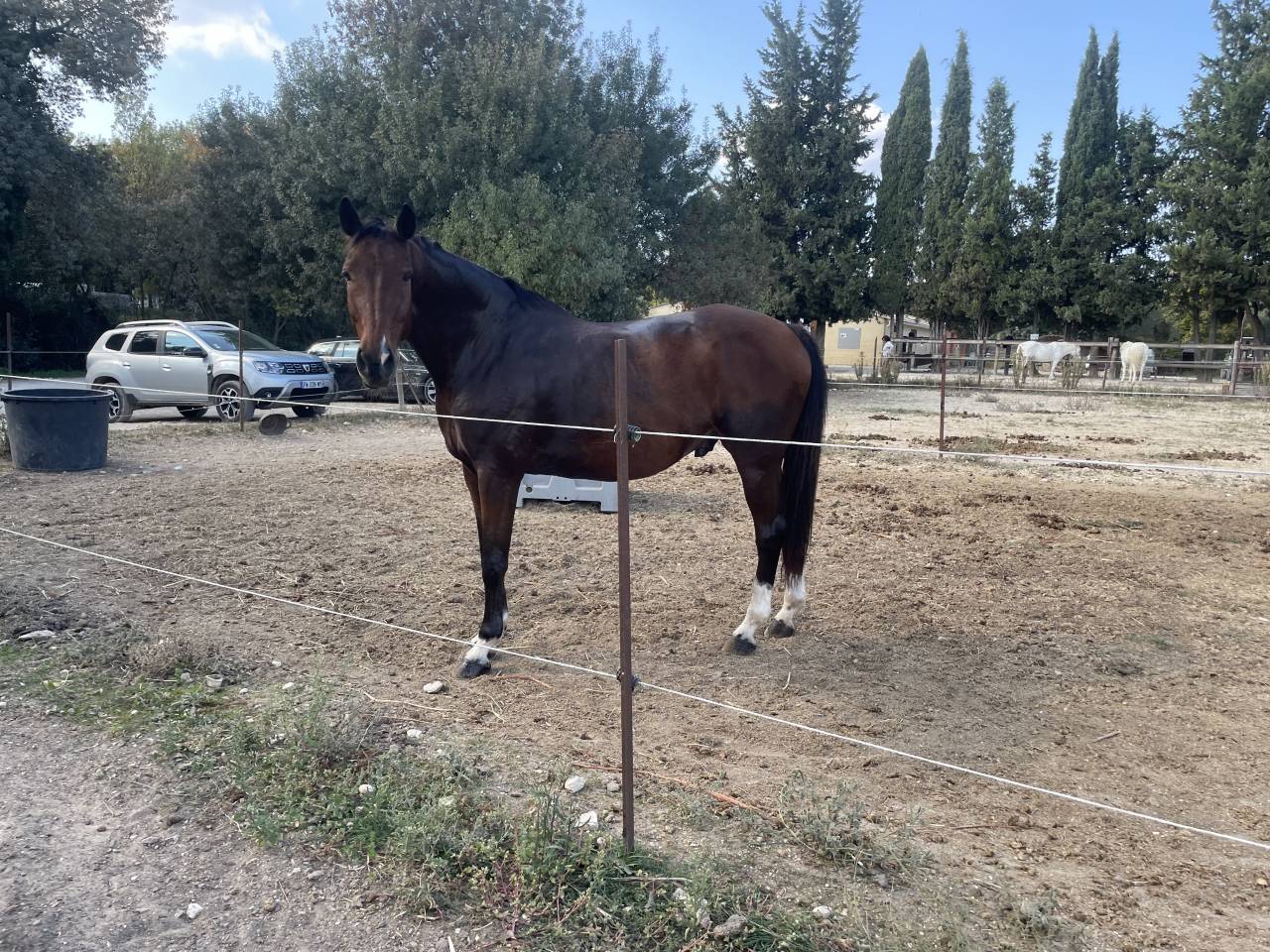 Hongre 12 ans origines KWPN