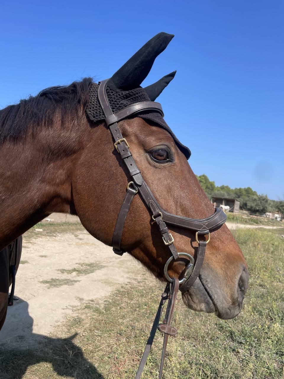 Hongre 12 ans origines KWPN