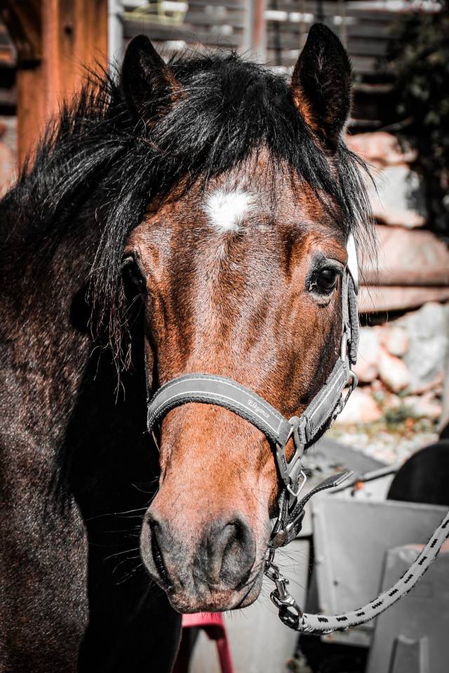 Jolie ponette C connemara plein papier pleine pour 2026