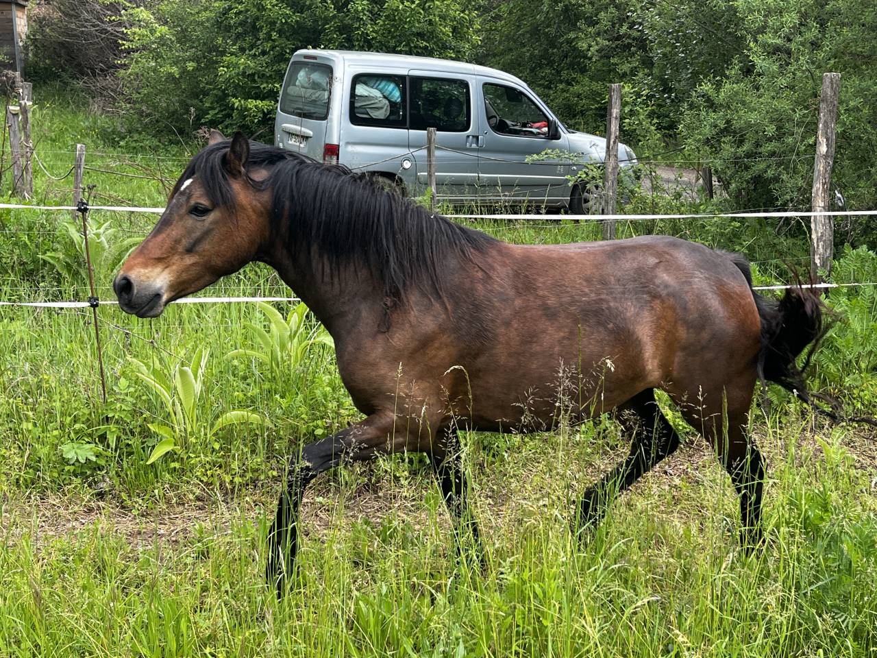 Jolie ponette C connemara plein papier pleine pour 2026