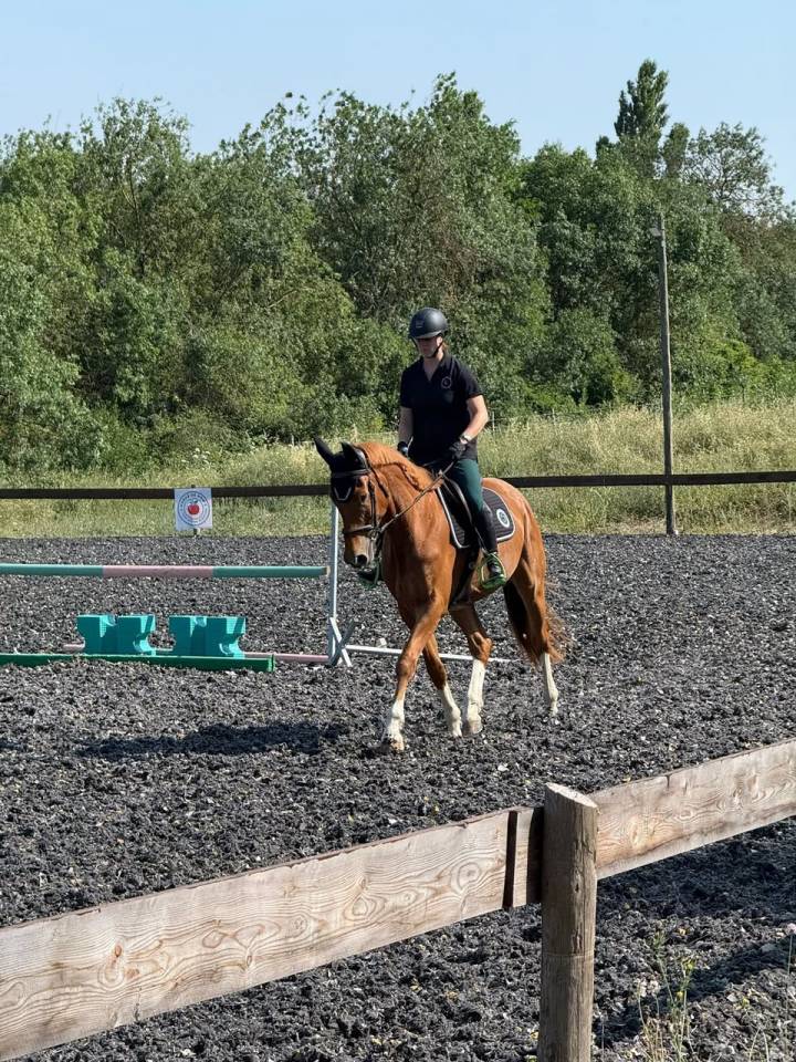 Hongre 4 ans pour Complet