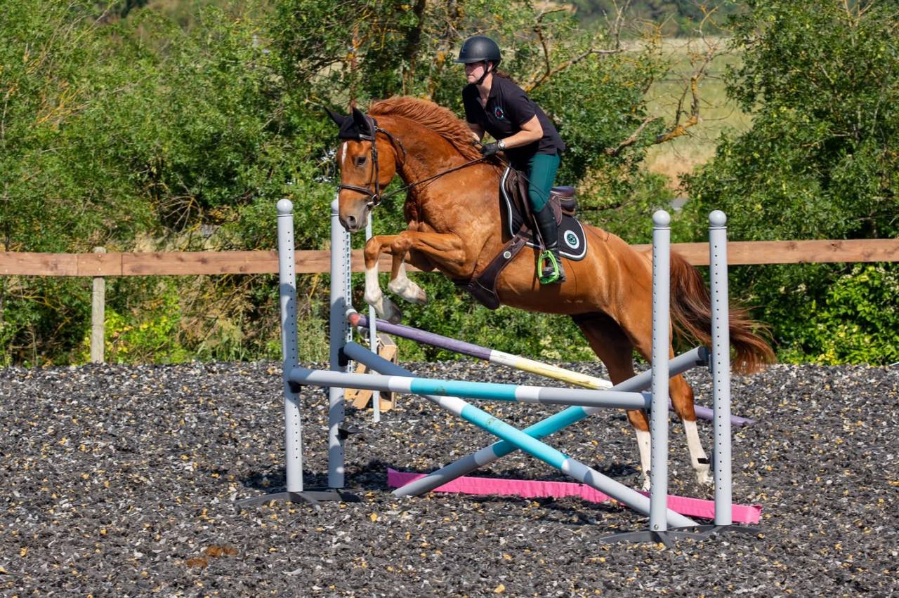 Hongre 4 ans pour Complet