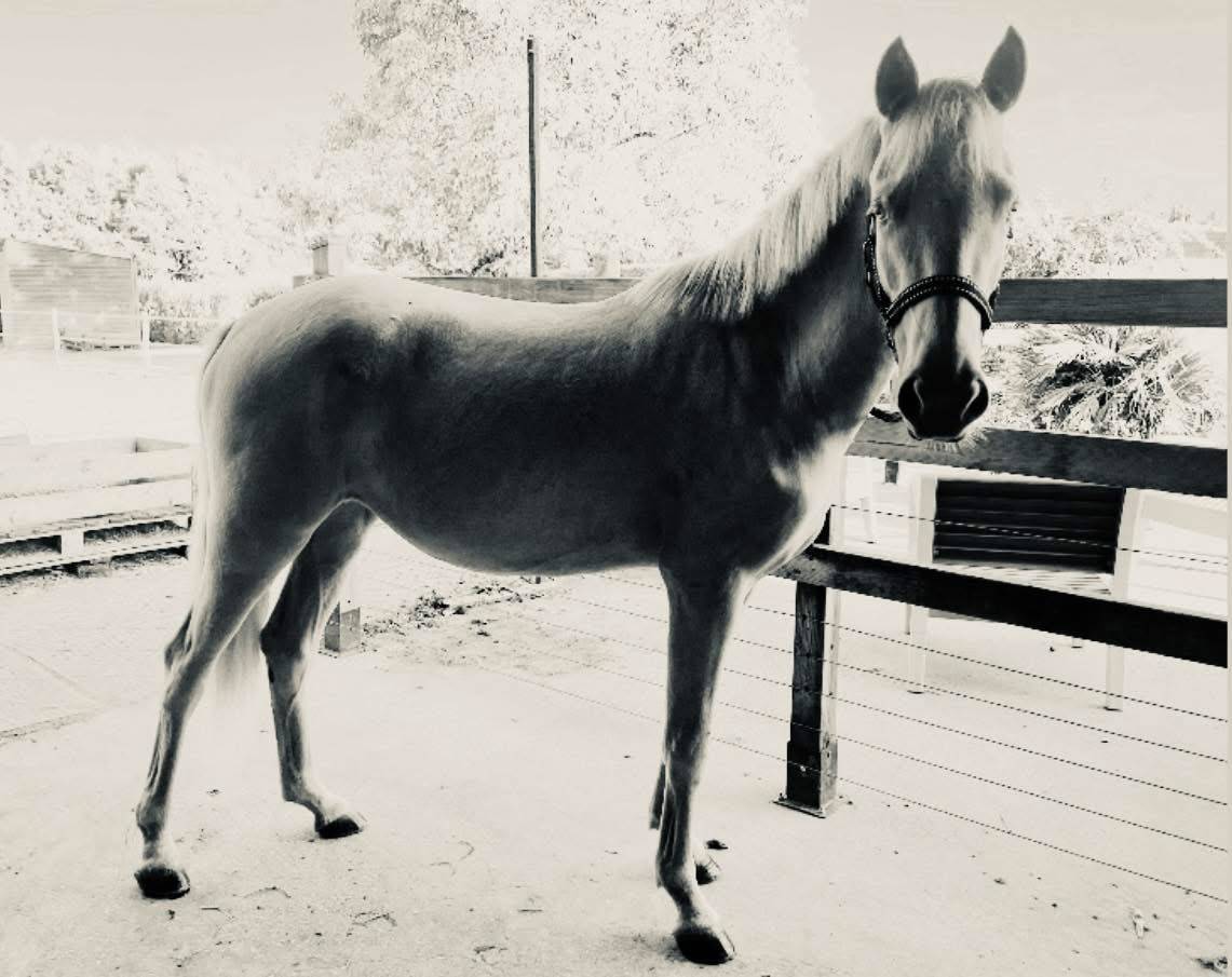 Neige comb&rsquo;elle