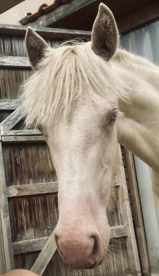 Neige comb&rsquo;elle