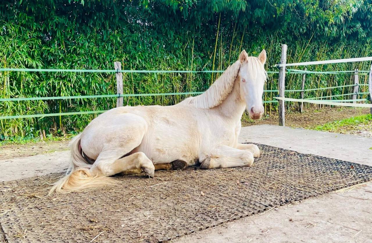 Neige comb&rsquo;elle