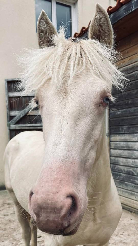 Neige comb&rsquo;elle