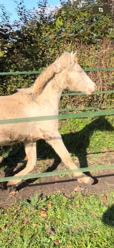 Neige comb&rsquo;elle