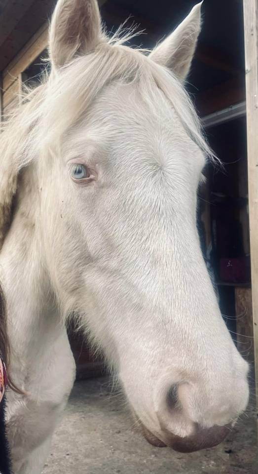 Neige comb&rsquo;elle