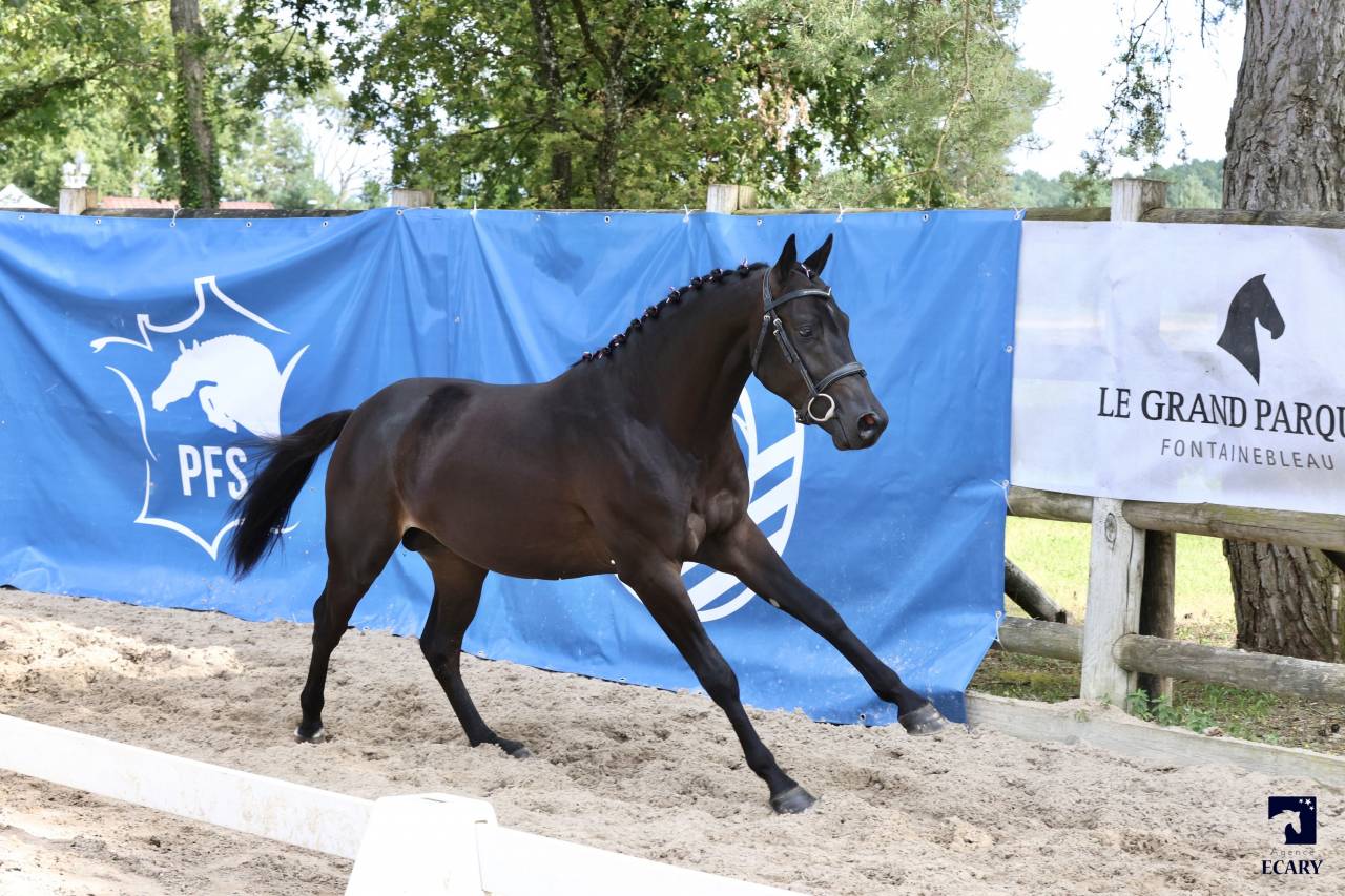 Poney pour cso-cce-hunter