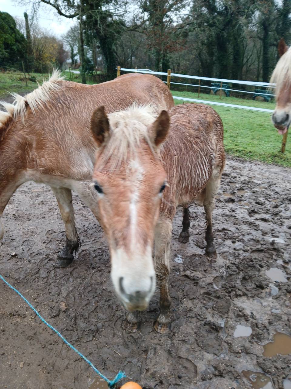 Vente Haflinger 