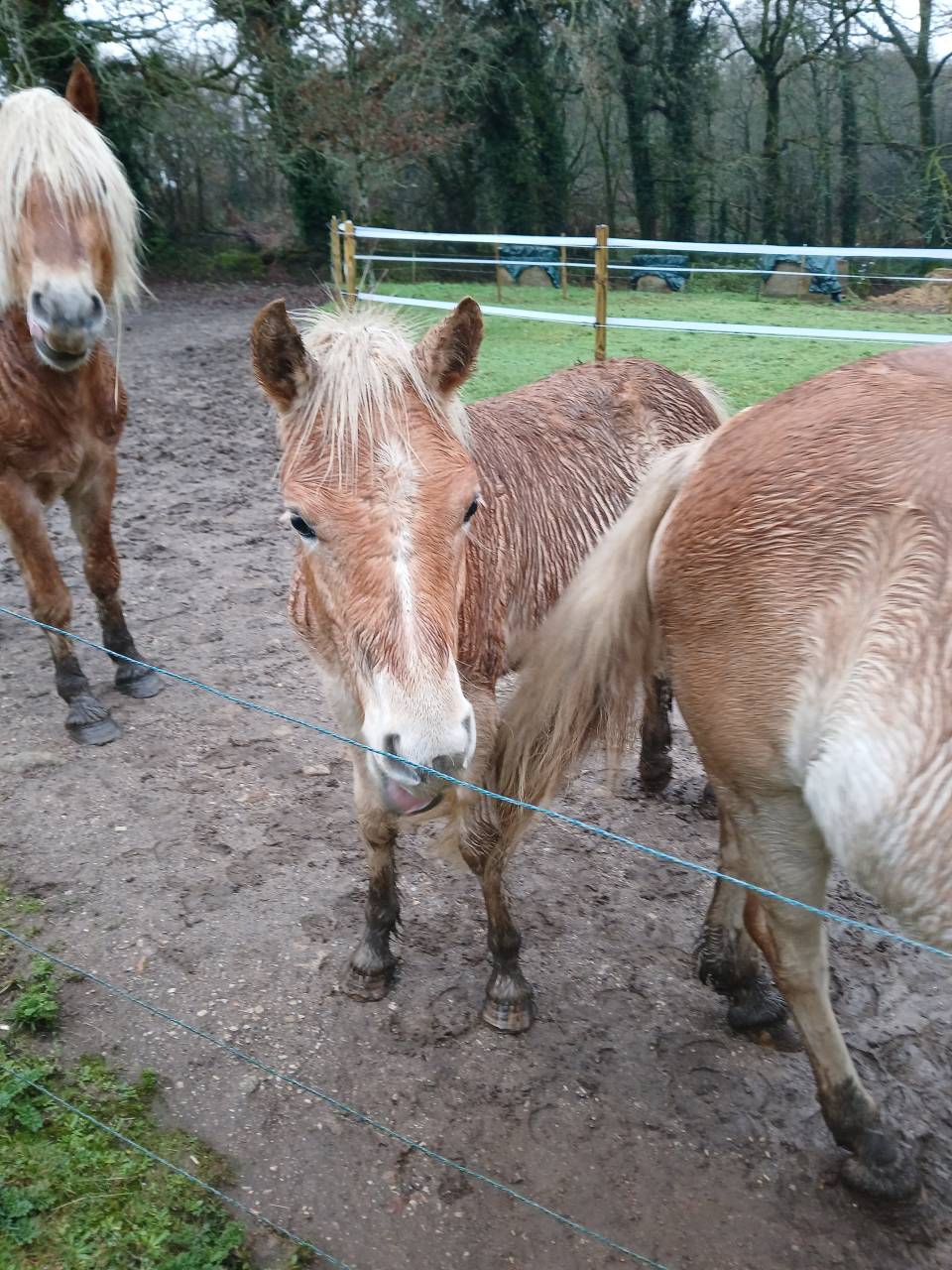 Vente Haflinger 