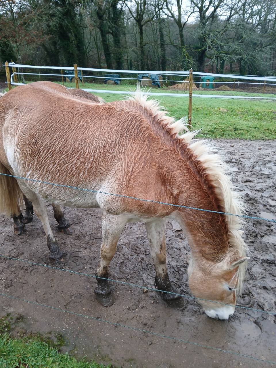 Vente Haflinger 