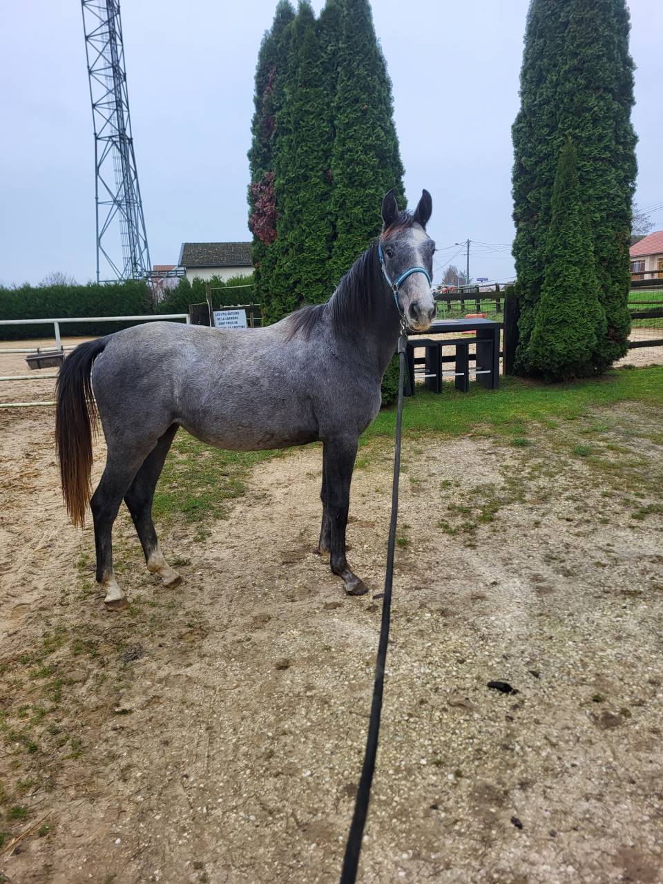 a vendre pouliche qui prend 2 ans