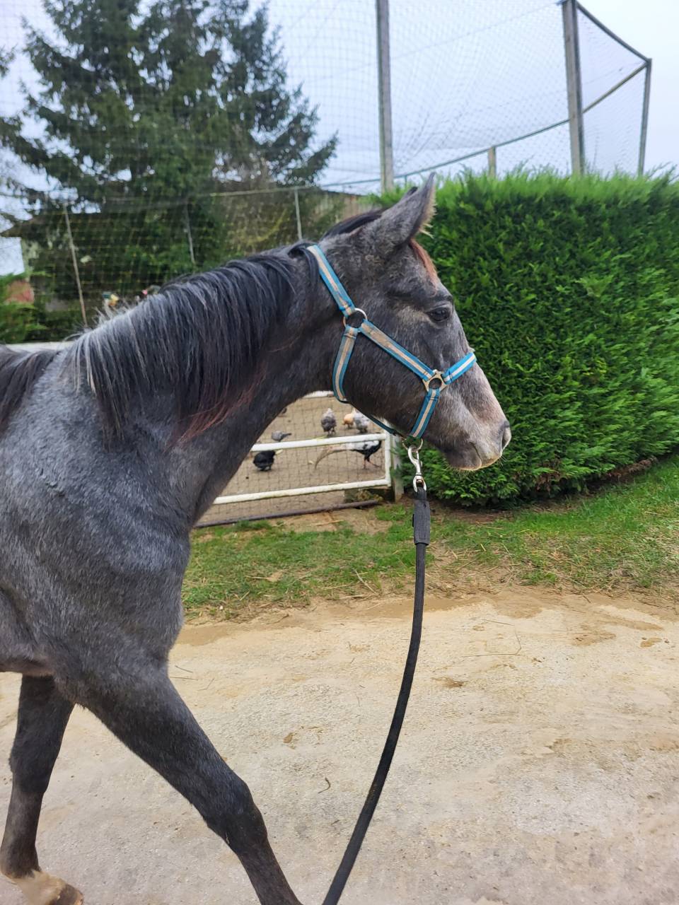 a vendre pouliche qui prend 2 ans