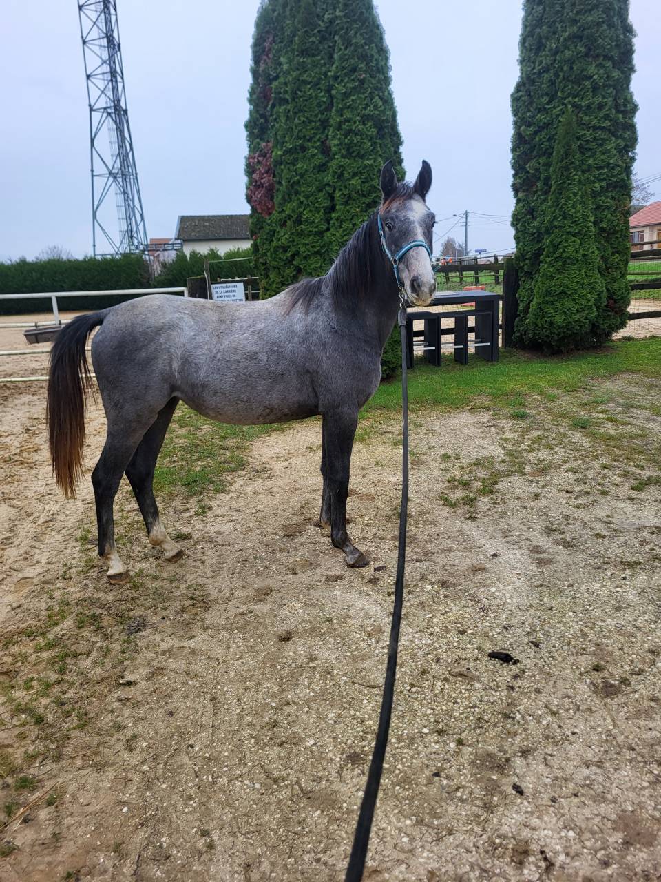 a vendre pouliche qui prend 2 ans