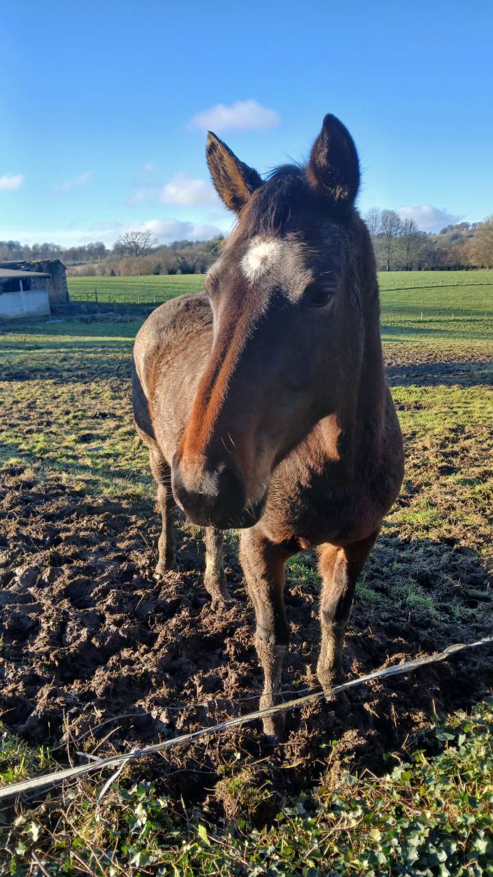 Cllincy jument prenant 7 ans cso loisirs pouliniere