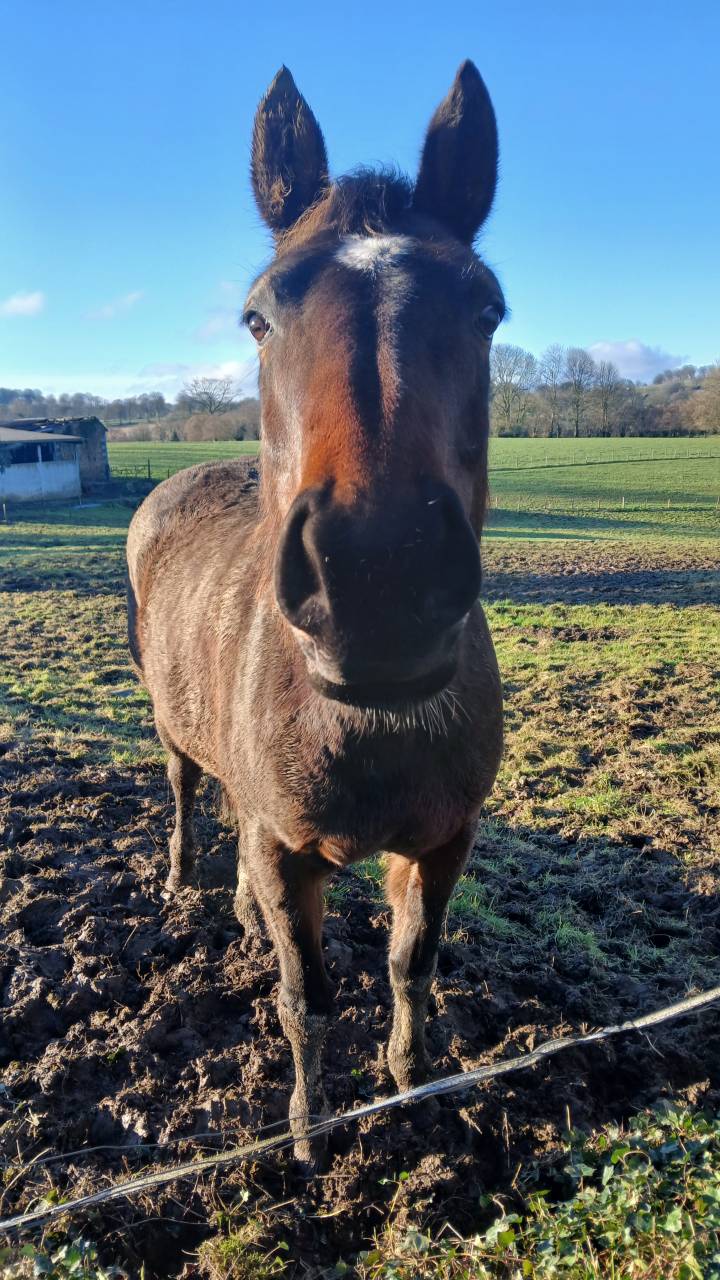 Cllincy jument prenant 7 ans cso loisirs pouliniere