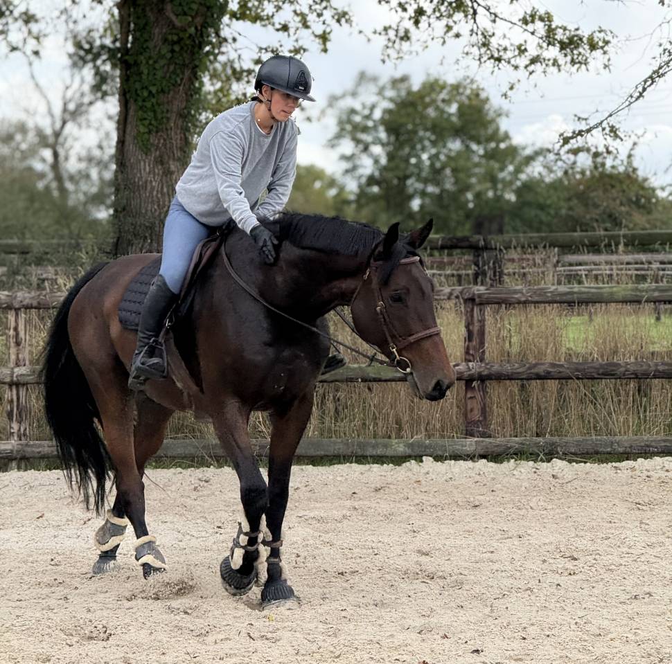 Hongre selle fran&ccedil;ais 