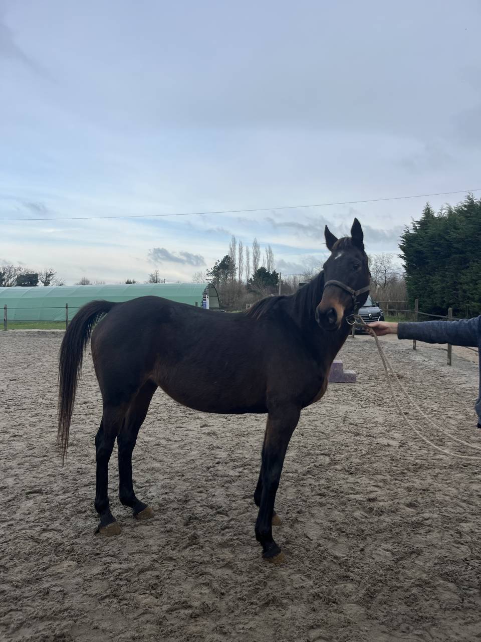 Jument pur sang &agrave; vendre 14 ans 