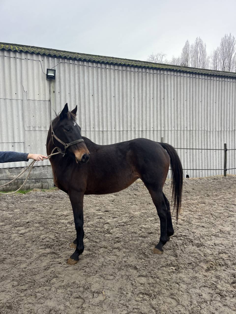 Jument pur sang &agrave; vendre 14 ans 