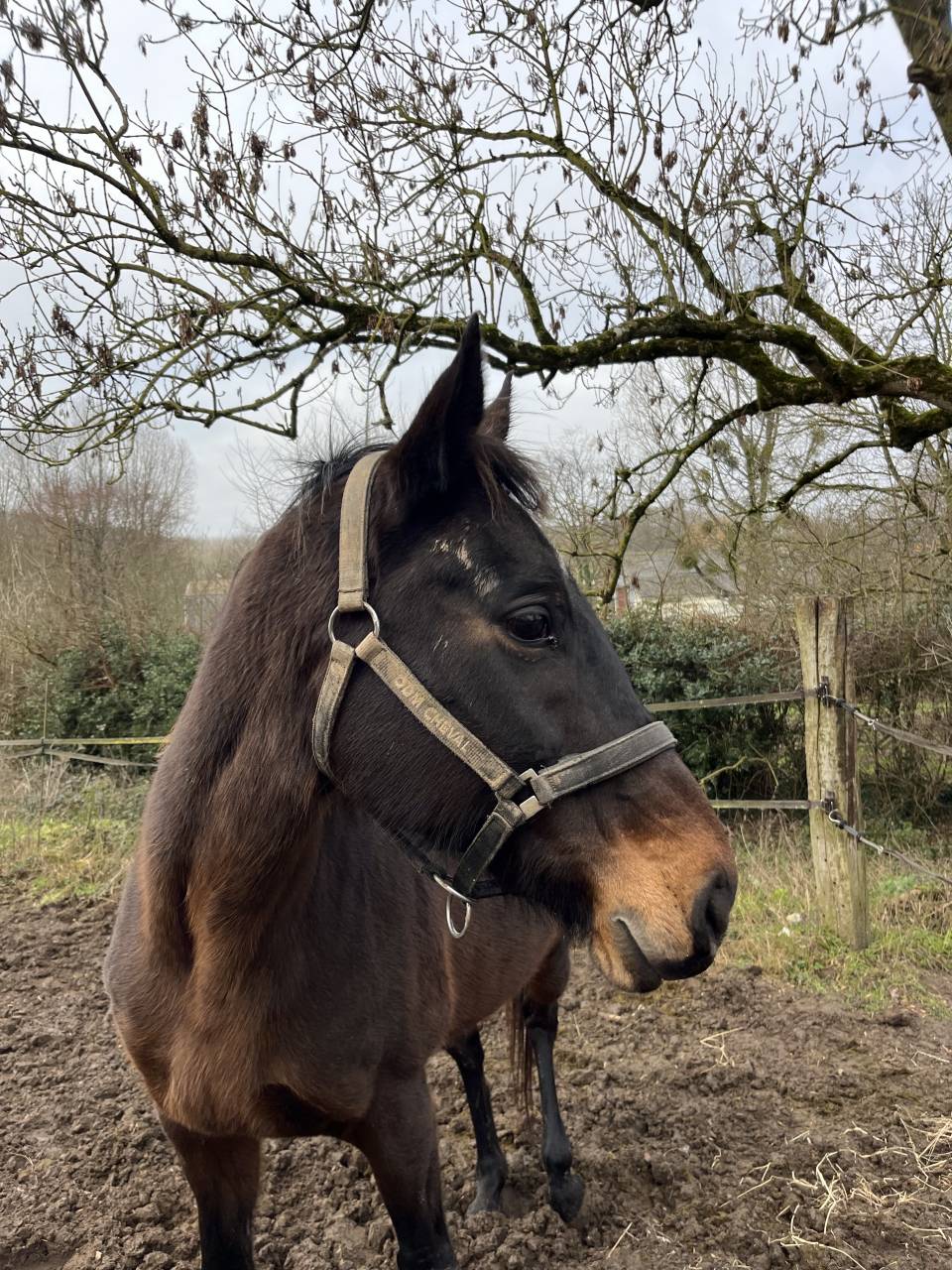 Jument pur sang &agrave; vendre 14 ans 