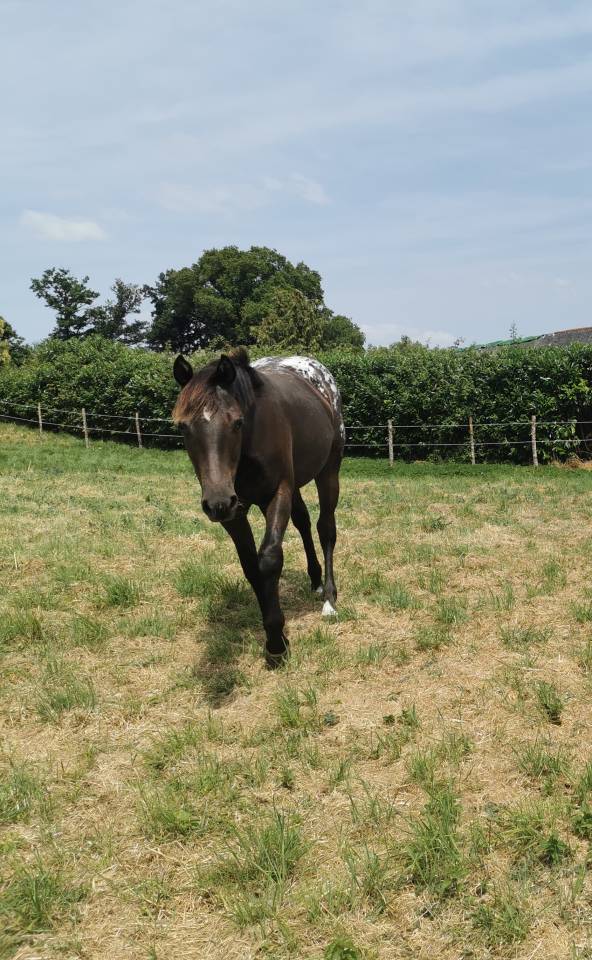 Jument appaloosa PP