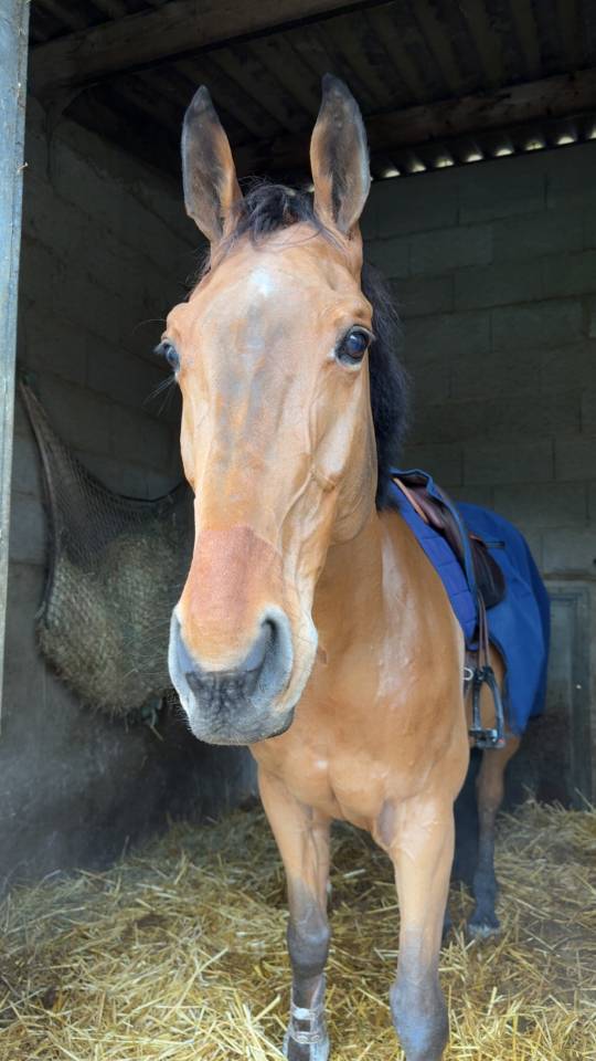 A louer / &Agrave; vendre 