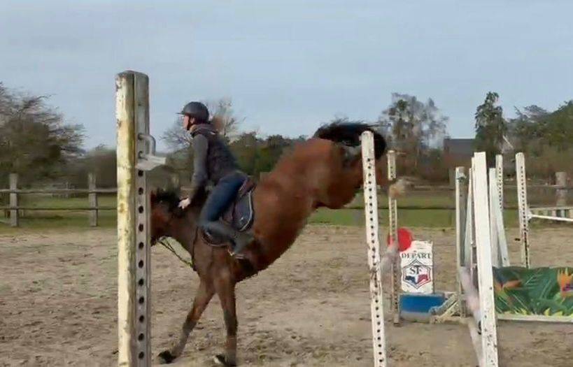 Jeune poney prometteur