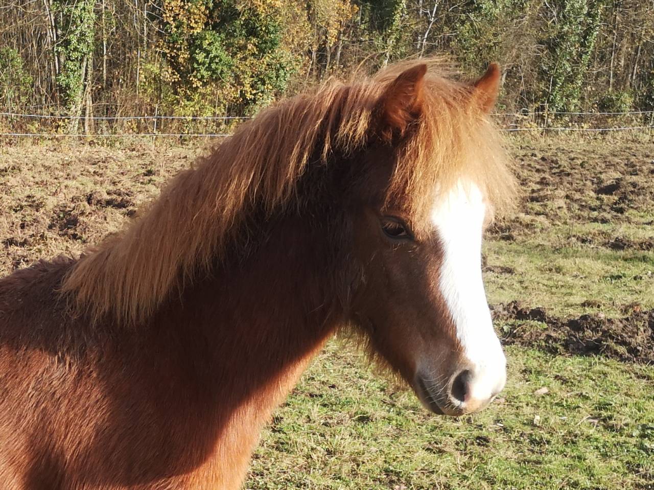 Passionnement Rogane femelle welsh mountain 