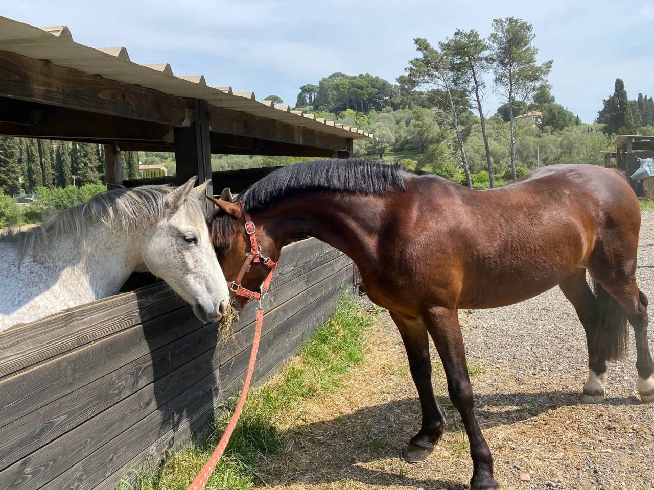 Magnifique poney - Vick Le King