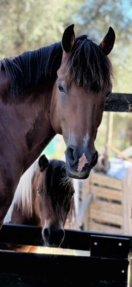 Magnifique poney - Vick Le King