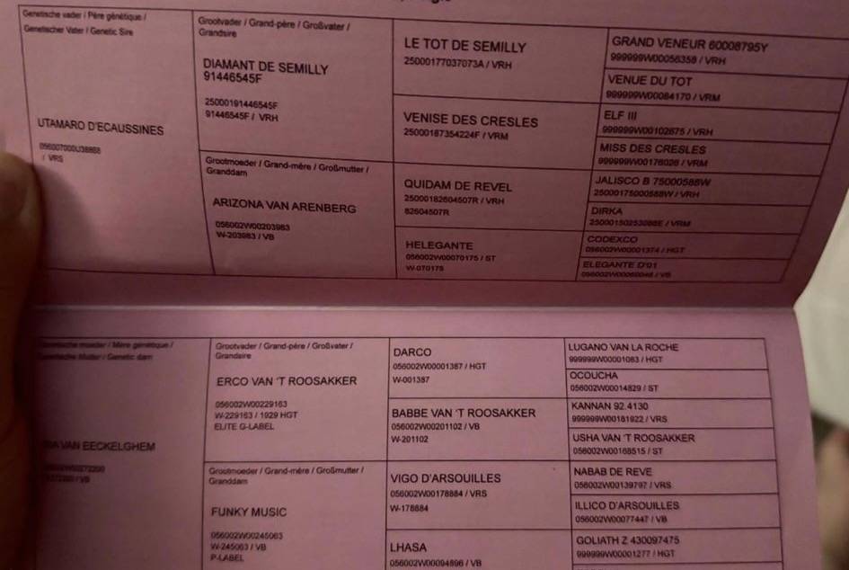 SUBLIME JEUNE JUMENT DE SPORT 