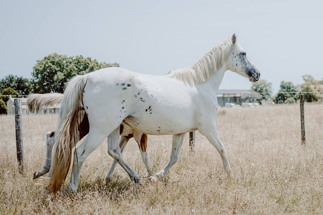 Poulini&egrave;re de selle pleine 8 ans OC