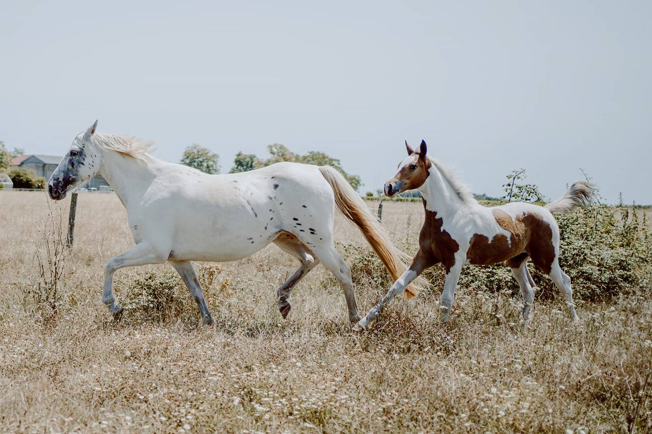 Poulini&egrave;re de selle pleine 8 ans OC