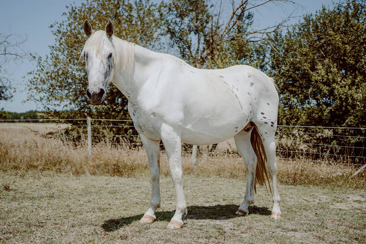 Poulini&egrave;re de selle pleine 8 ans OC