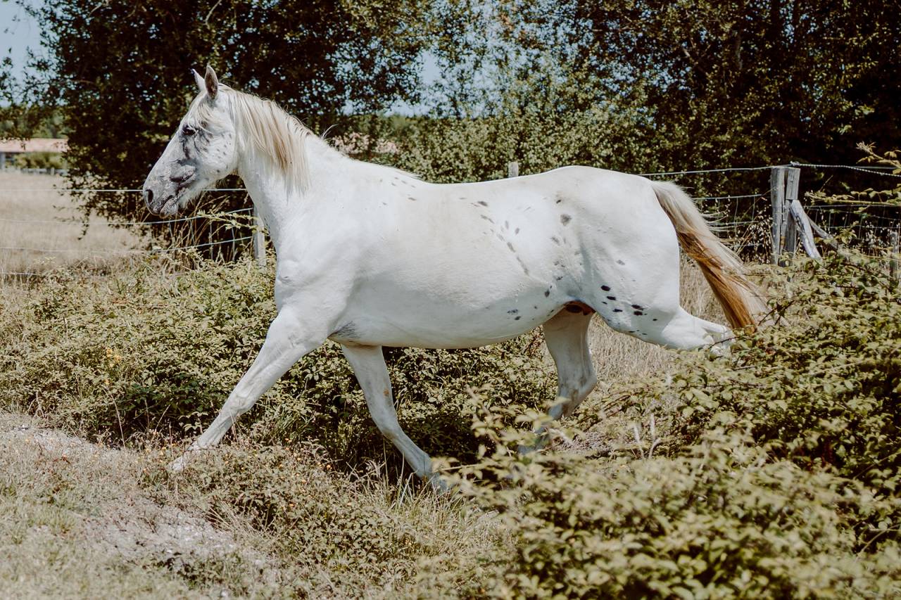 Poulini&egrave;re de selle pleine 8 ans OC