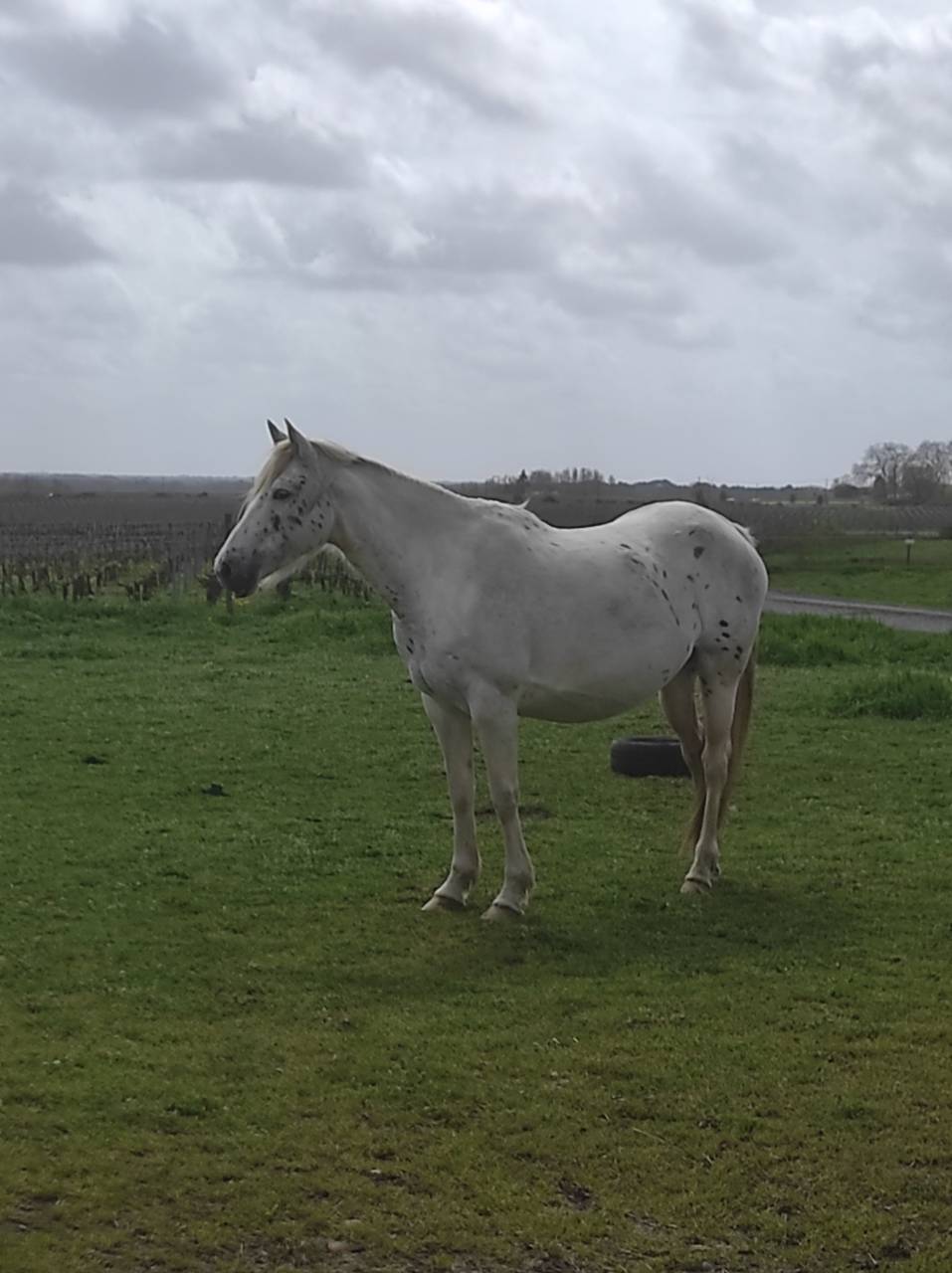 Poulini&egrave;re de selle pleine 8 ans OC