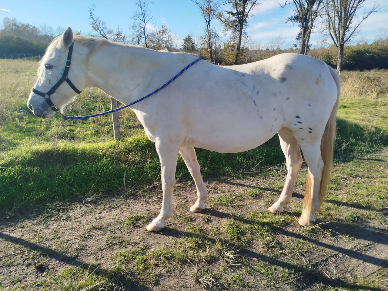 Poulini&egrave;re de selle pleine 8 ans OC