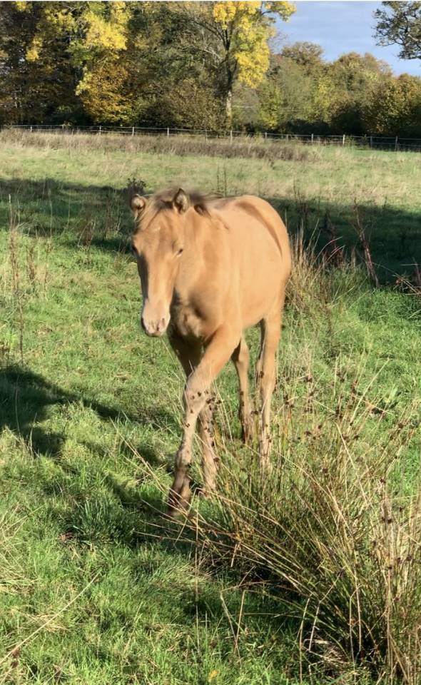 Poulain m&acirc;le OC champagne ambre 