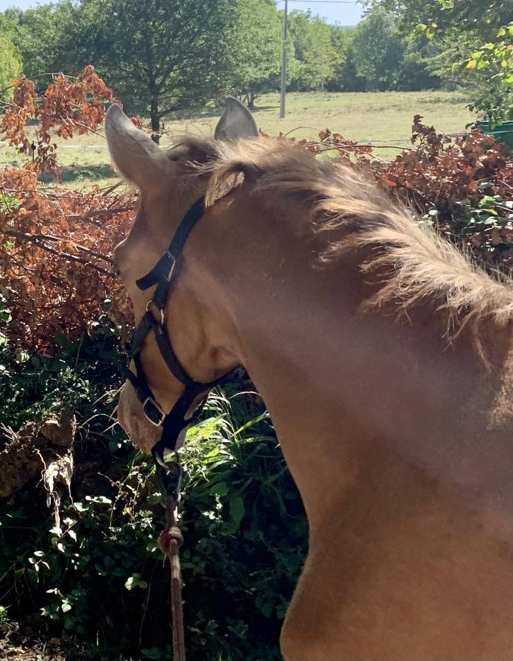 Poulain m&acirc;le OC champagne ambre 