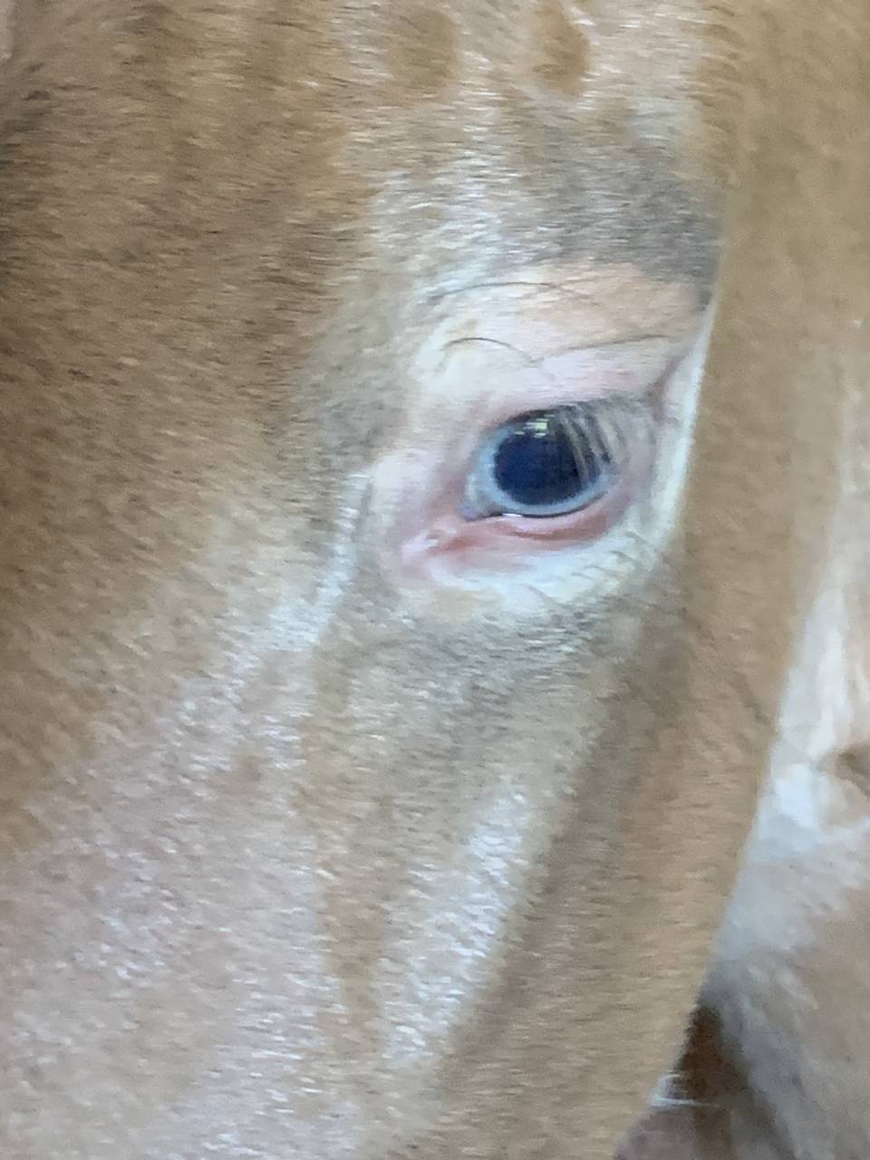 Poulain m&acirc;le OC champagne ambre 