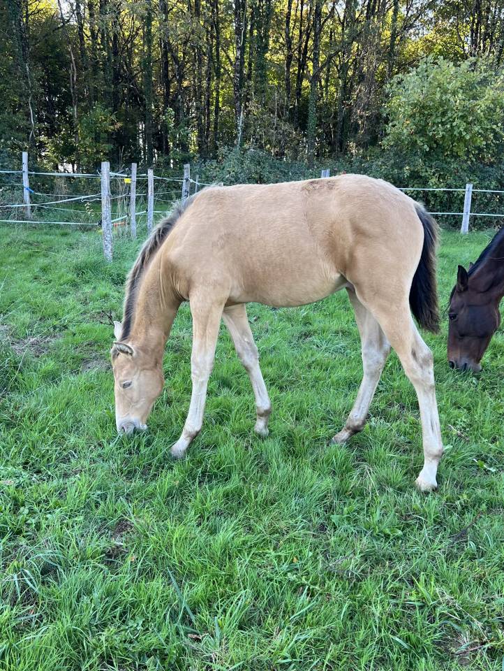 Poulain m&acirc;le OC champagne ambre 