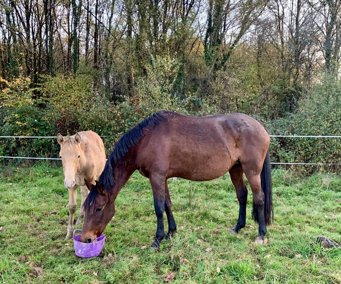 Poulain m&acirc;le OC champagne ambre 