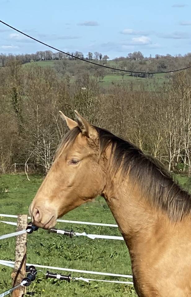 Poulain OC champagne ambre 