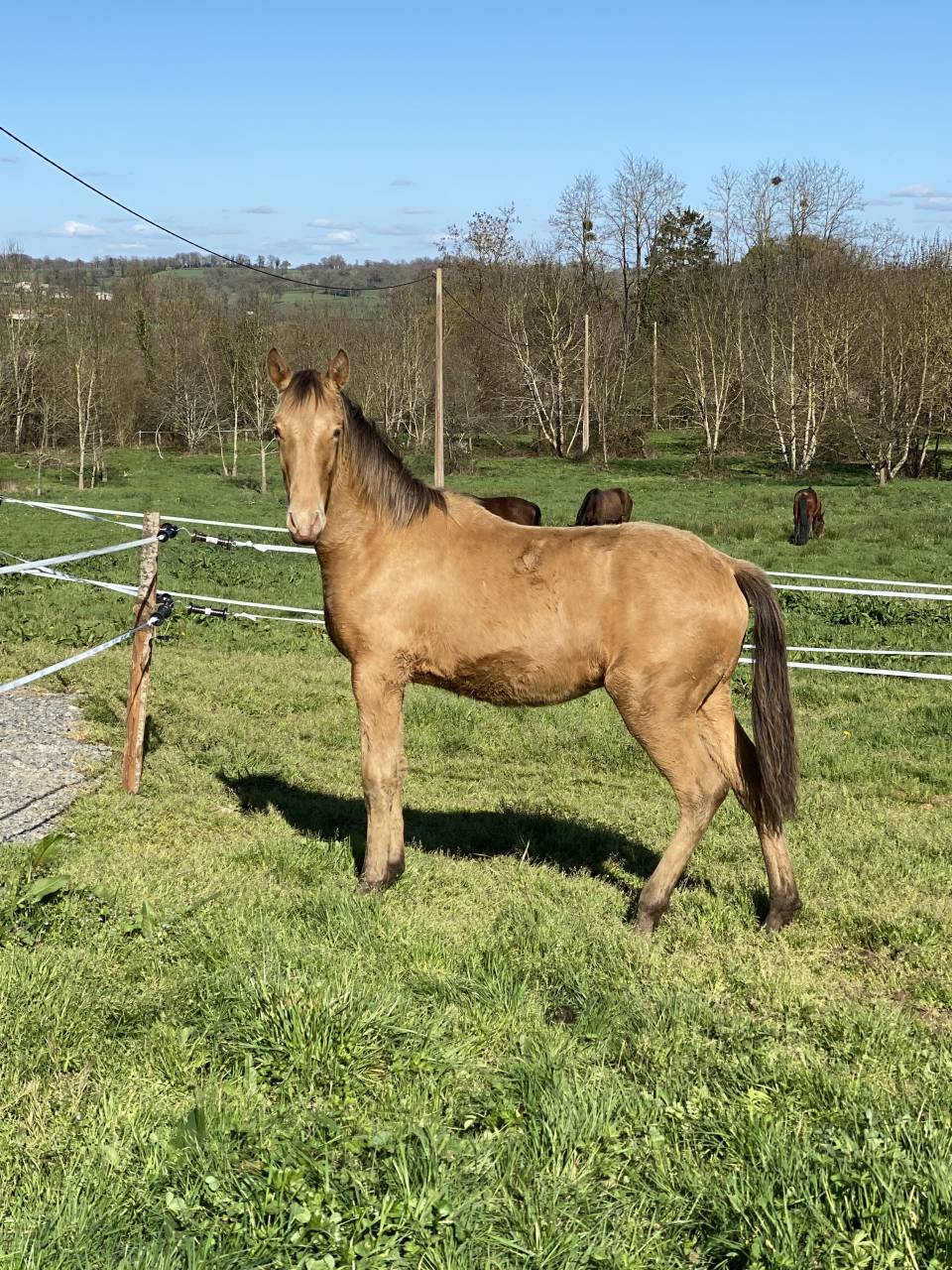 Poulain OC champagne ambre 