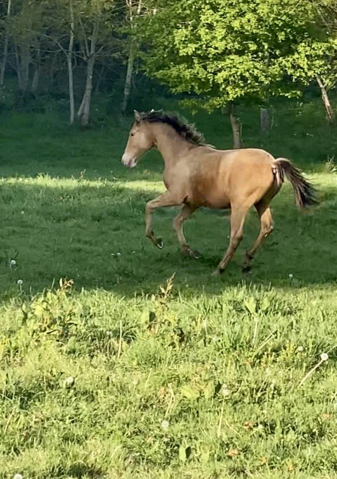 Poulain OC champagne ambre 