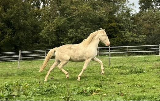 Lusitanien PP hongre cr&egrave;me