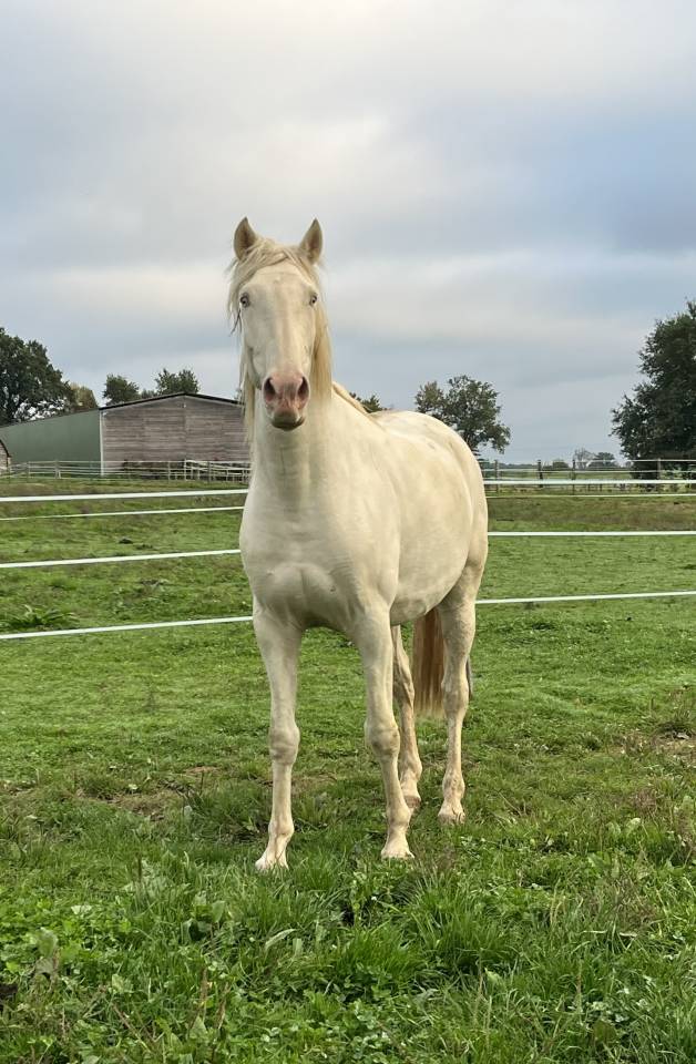 Lusitanien PP hongre cr&egrave;me