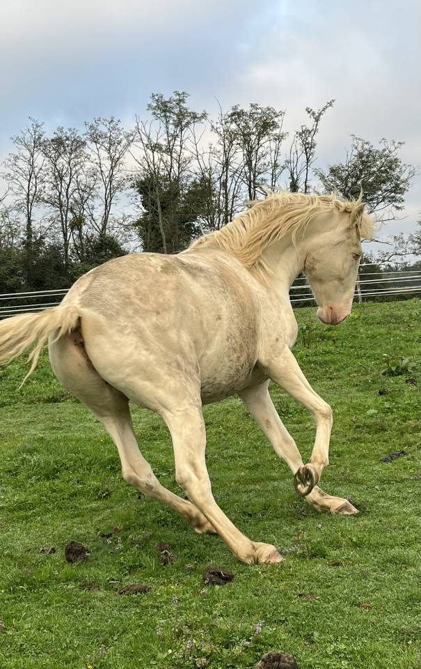 Lusitanien PP hongre cr&egrave;me