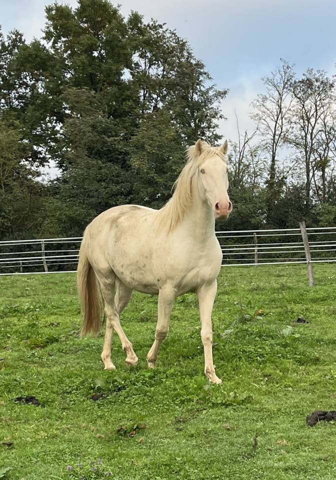 Lusitanien PP hongre cr&egrave;me